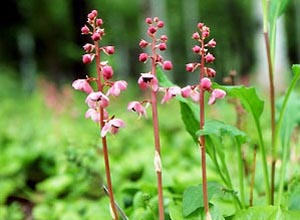 ベニバナイチヤクソウ