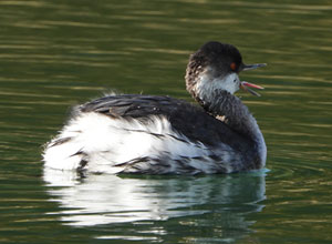 ハジロカイツブリ？