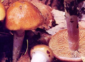 ヌメリササタメ