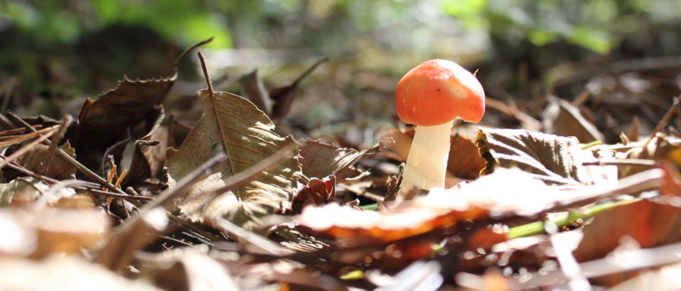 森に生えたキノコ